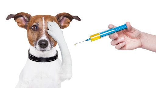Vacinação antirrábica de cães e gatos começa neste sábado em Atalaia; veja programação